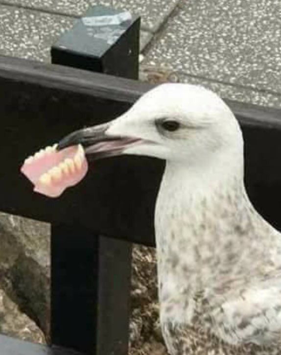 DentistGoneBadd's tweet photo. Even the dental laboratories are feeling the pinch these days. Ted the van driver wasn't best pleased he was being replaced by this fella... https://t.co/o5NBkIMPkv