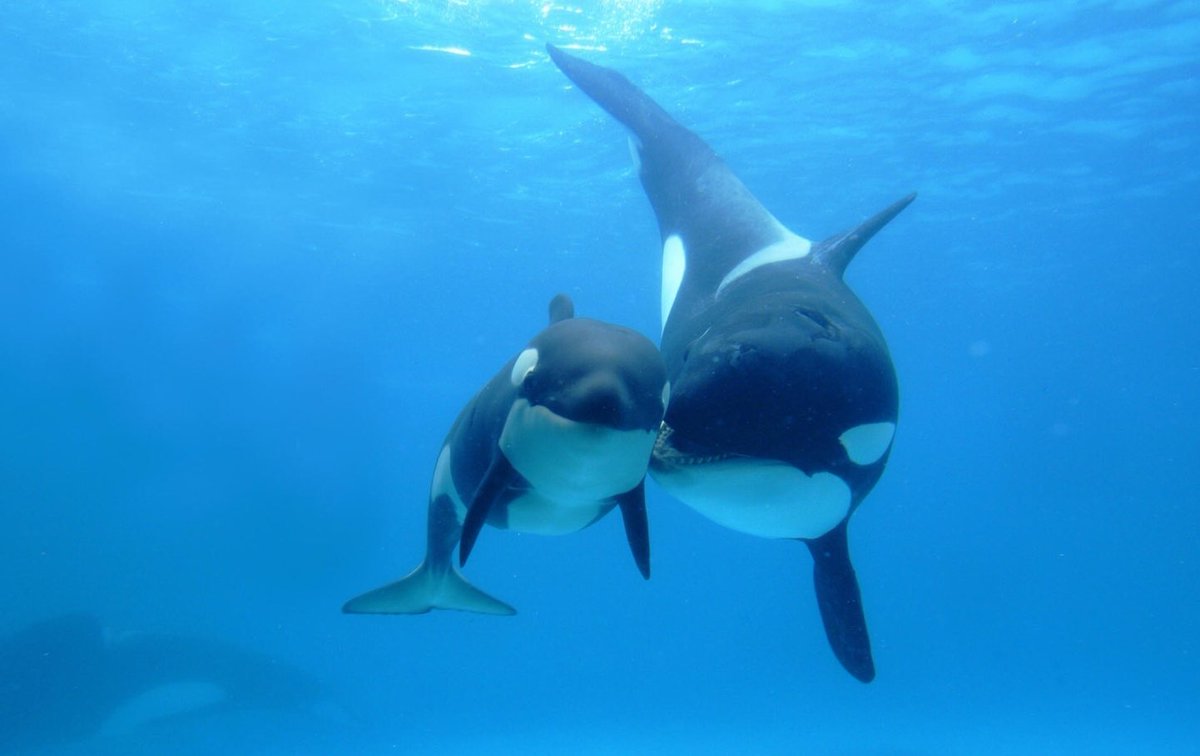 Our mission is to save Marine Life and Protect our Ocean's 💙💙💙💙 #savethefishies