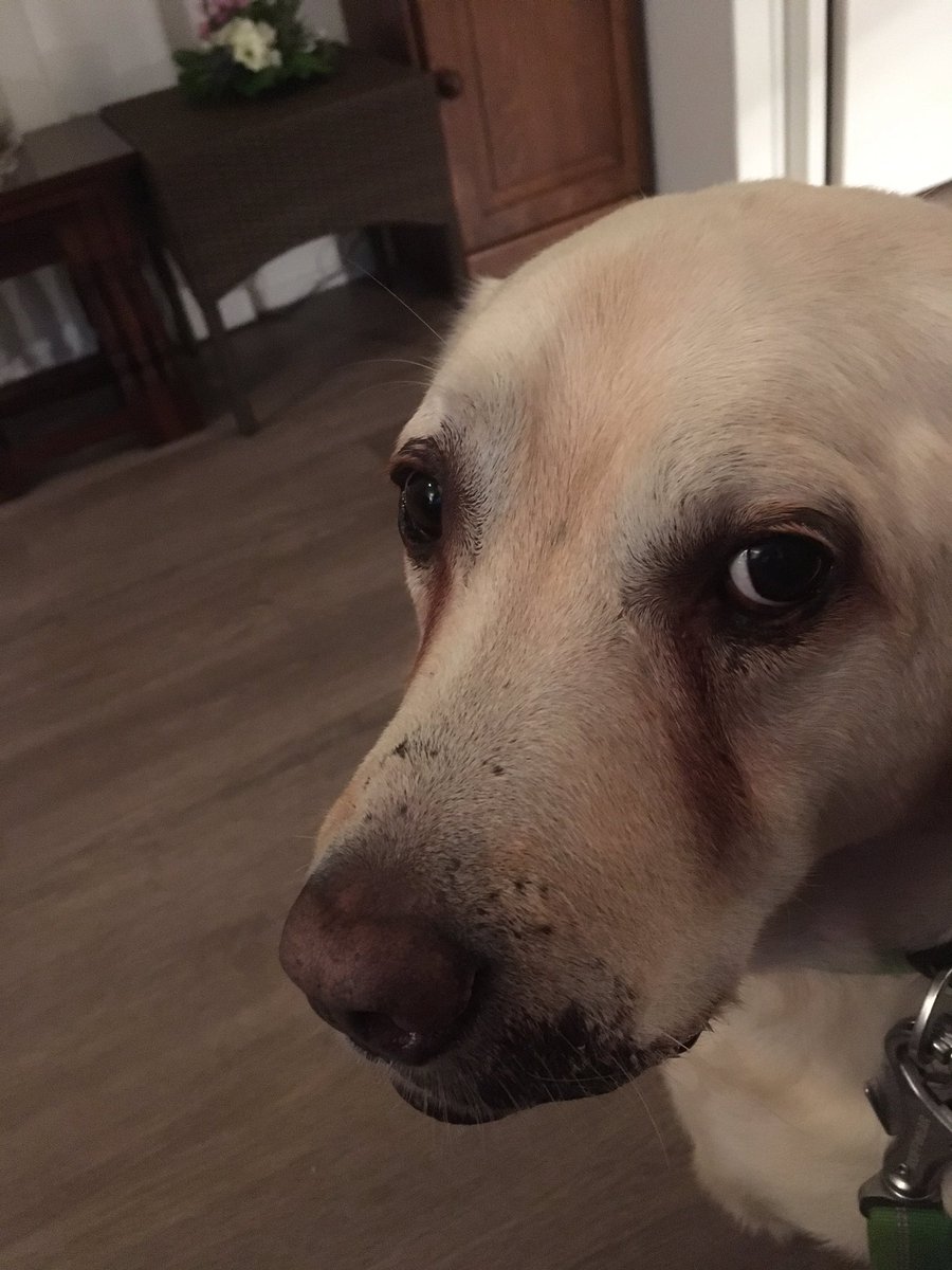 keeperlabrador's tweet photo. A bit sad, tust been to te vet. Infected ear! Not very nice. #Infectedear #earinfection #cleanthreetimesaday #antibiotics https://t.co/UXaUBNMYMn