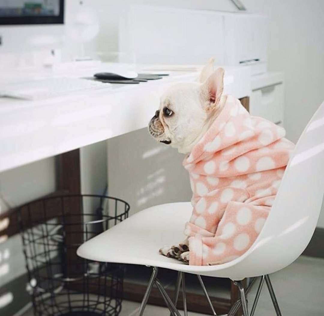 sandre_98's tweet photo. Descripción gráfica: Yo todas las mañanas. https://t.co/hDOlP9aw7j