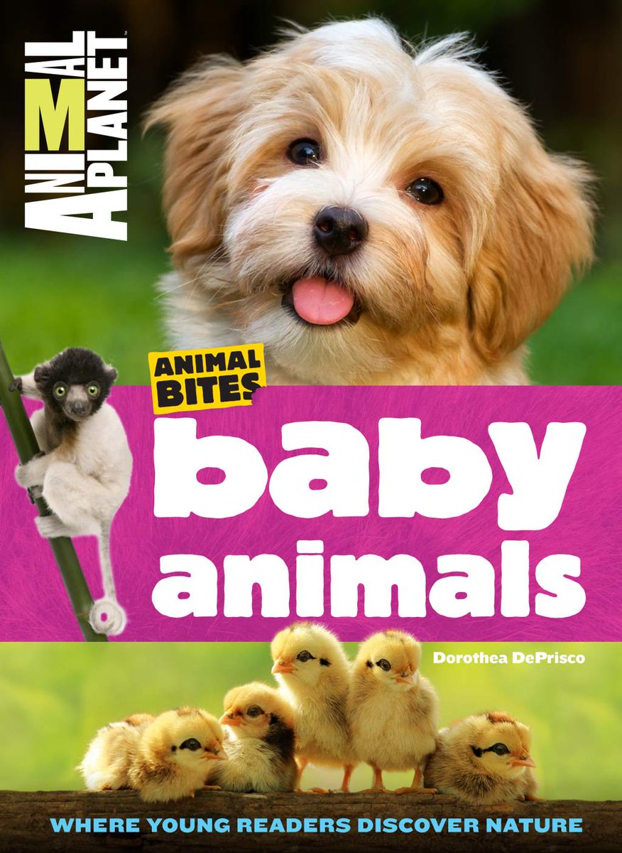 parentsintouch's tweet photo. #WinItWednesday #Competition Win a copy of the gorgeous Baby Animals by Animal Planet. Follow &amp; R/T to enter. See https://t.co/BBKdi5V2I7 https://t.co/SgdFIOmRNk
