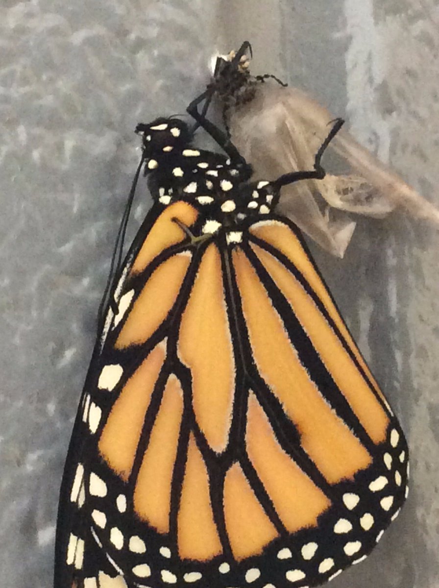 richland2_cfi's tweet photo. Mrs. Bolte's class proudly welcomed two healthy Monarchs today.  Both were released today to begin their journey to Mexico for winter. https://t.co/TIpuo1CEZe