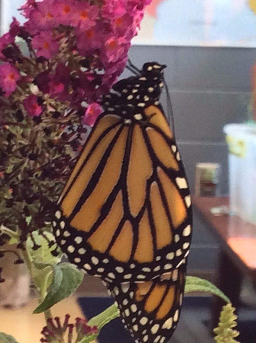 richland2_cfi's tweet photo. Mrs. Bolte's class proudly welcomed two healthy Monarchs today.  Both were released today to begin their journey to Mexico for winter. https://t.co/TIpuo1CEZe