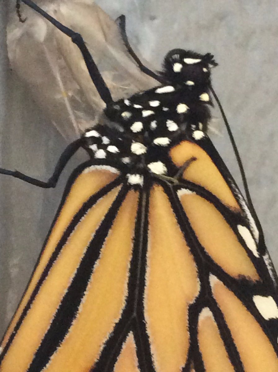 richland2_cfi's tweet photo. Mrs. Bolte's class proudly welcomed two healthy Monarchs today.  Both were released today to begin their journey to Mexico for winter. https://t.co/TIpuo1CEZe