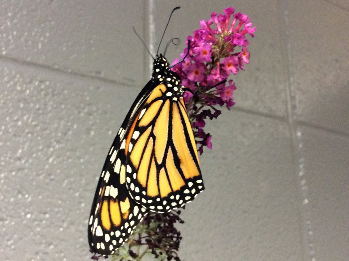 richland2_cfi's tweet photo. Mrs. Bolte's class proudly welcomed two healthy Monarchs today.  Both were released today to begin their journey to Mexico for winter. https://t.co/TIpuo1CEZe