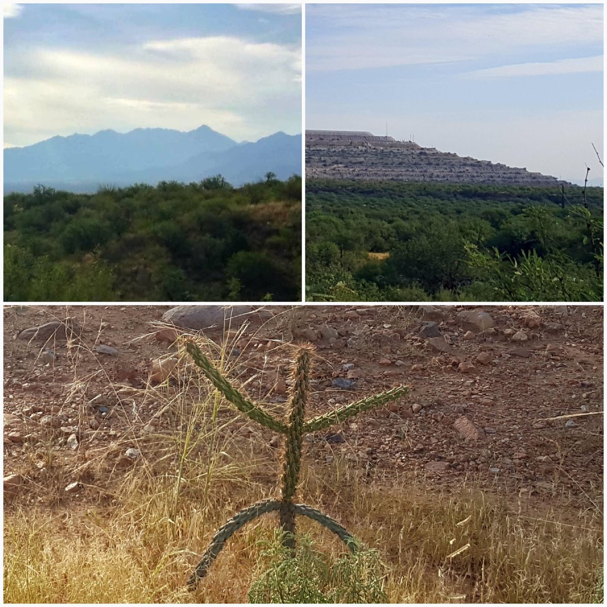 MrsJenNusbaum's tweet photo. I feel you, little cactus man. Life is good. #Arizona https://t.co/bZGtYnzKa9