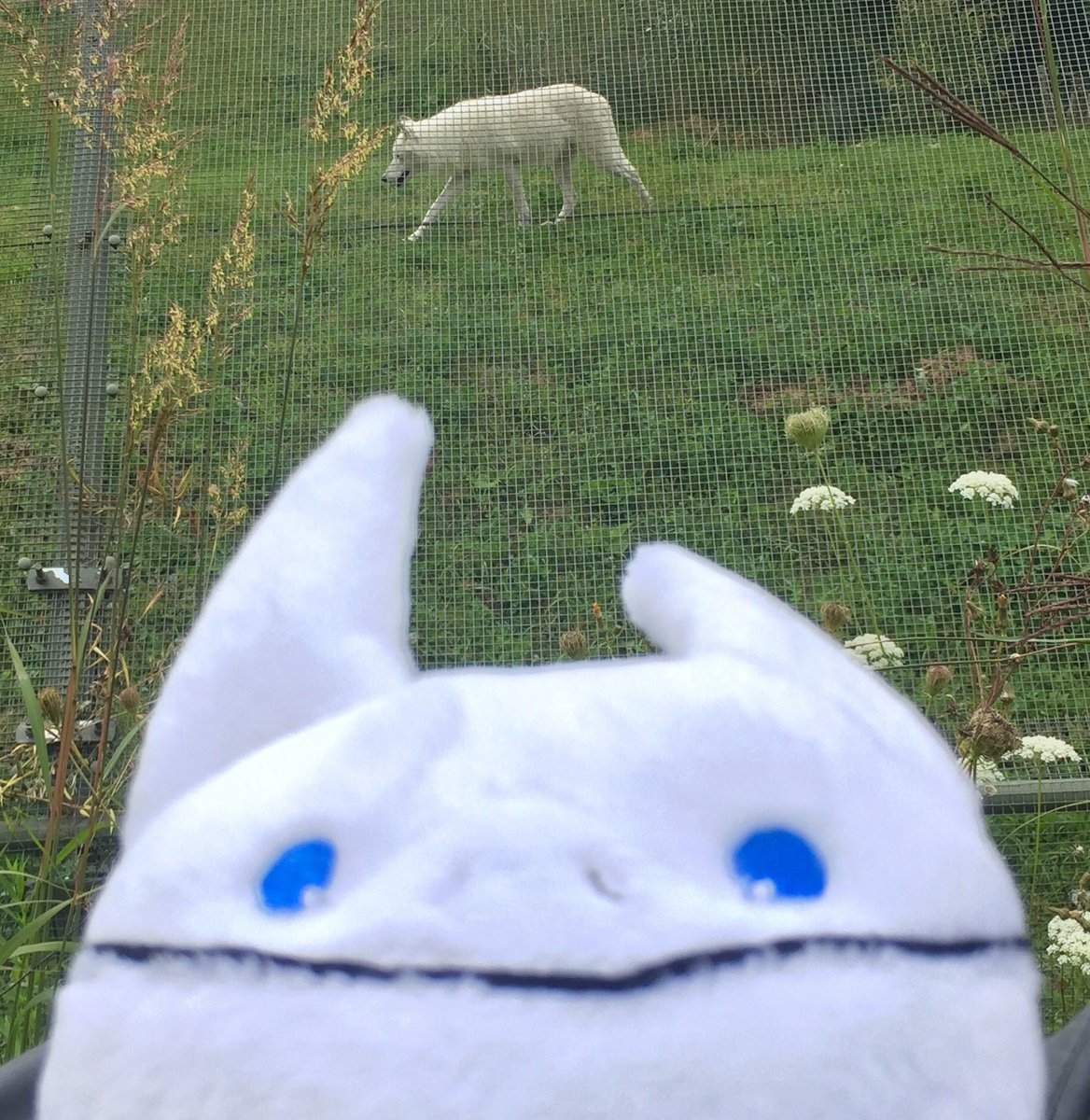 dave_filoni's tweet image. Do you see what I see?
#FollowTheWhiteLothcat