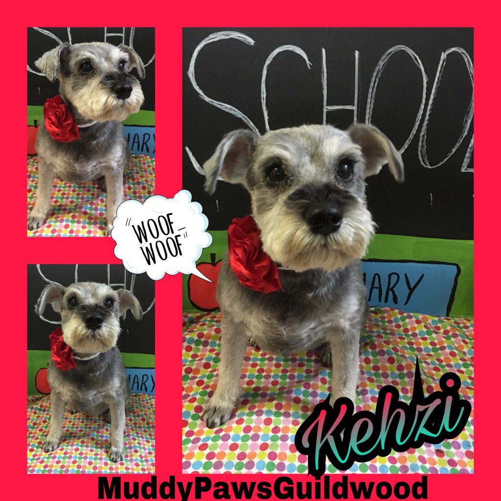 pearrlish's tweet photo. Look who's ready for school ! Courtesy the crew at Muddy Paws https://t.co/Ohui4okkgV