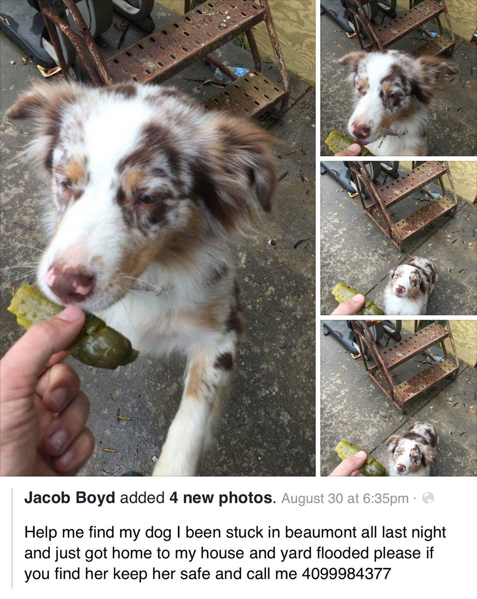 Nantzee's tweet photo. #HurricaneHarvey #missing #dog #Beaumont #Texas https://t.co/Lreu1YyilK