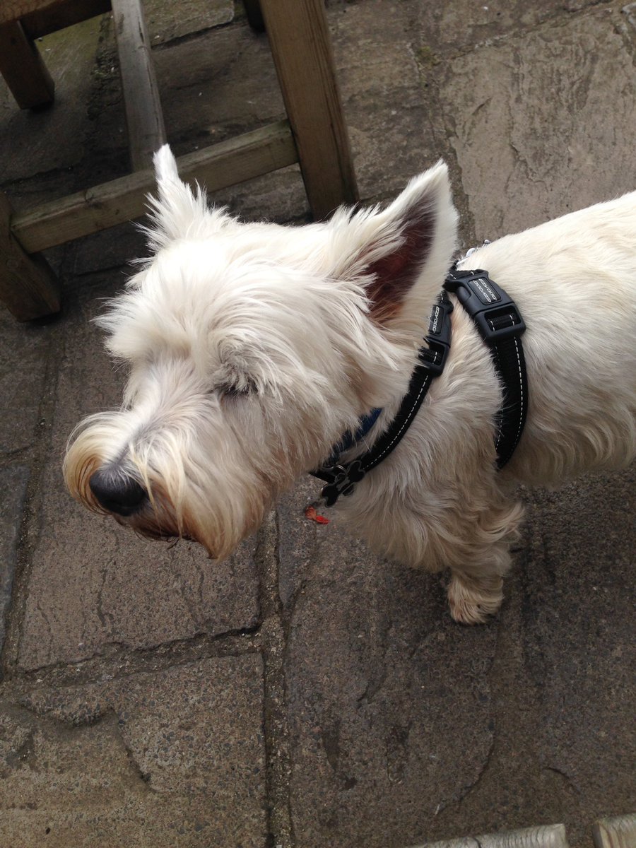 driseborough's tweet photo. *we are not happy as hoomans told us that we couldn't have any pork from their Sunday lunch. 🐾☹️ #westies #angelcorbridge https://t.co/hYazGGvSdZ