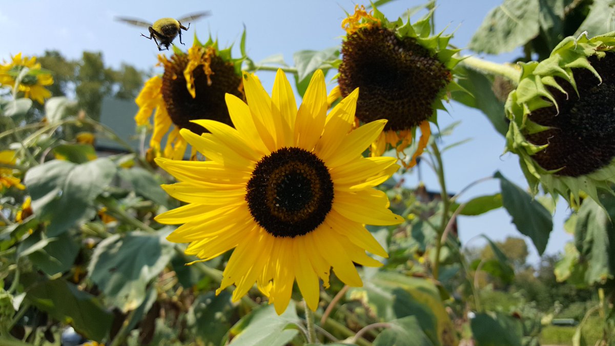 LauraLeigh73's tweet photo. Sometimes you get a lucky shot...#beebooty #Sunflowers #Missouri https://t.co/4K0zg5nBoe