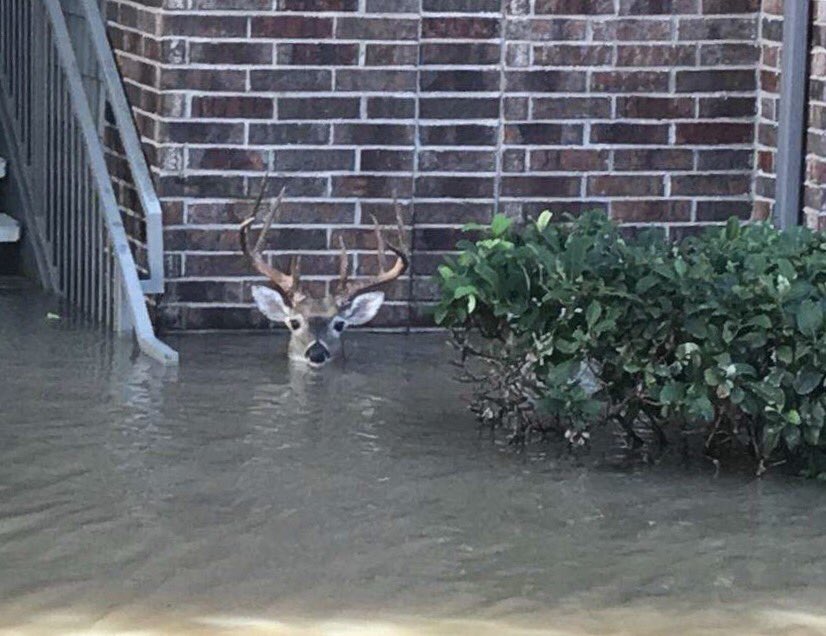 worldof_animals's tweet photo. Photo courtesy of Cody Cunningham, viewed while he was volunteering in the aftermath of #HurricaneHarvey. https://t.co/ZwQ679iYw6