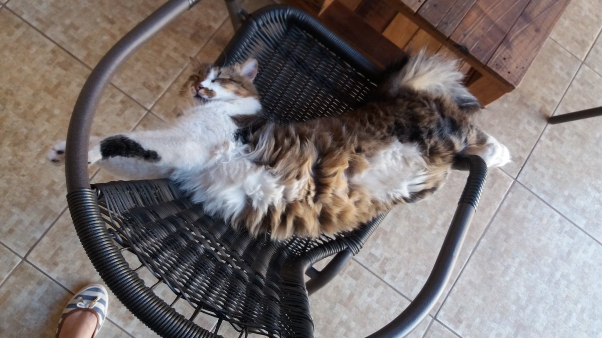 luluzinhadeluiz's tweet image. #TimBeta #timlab #BetaAjudaBeta