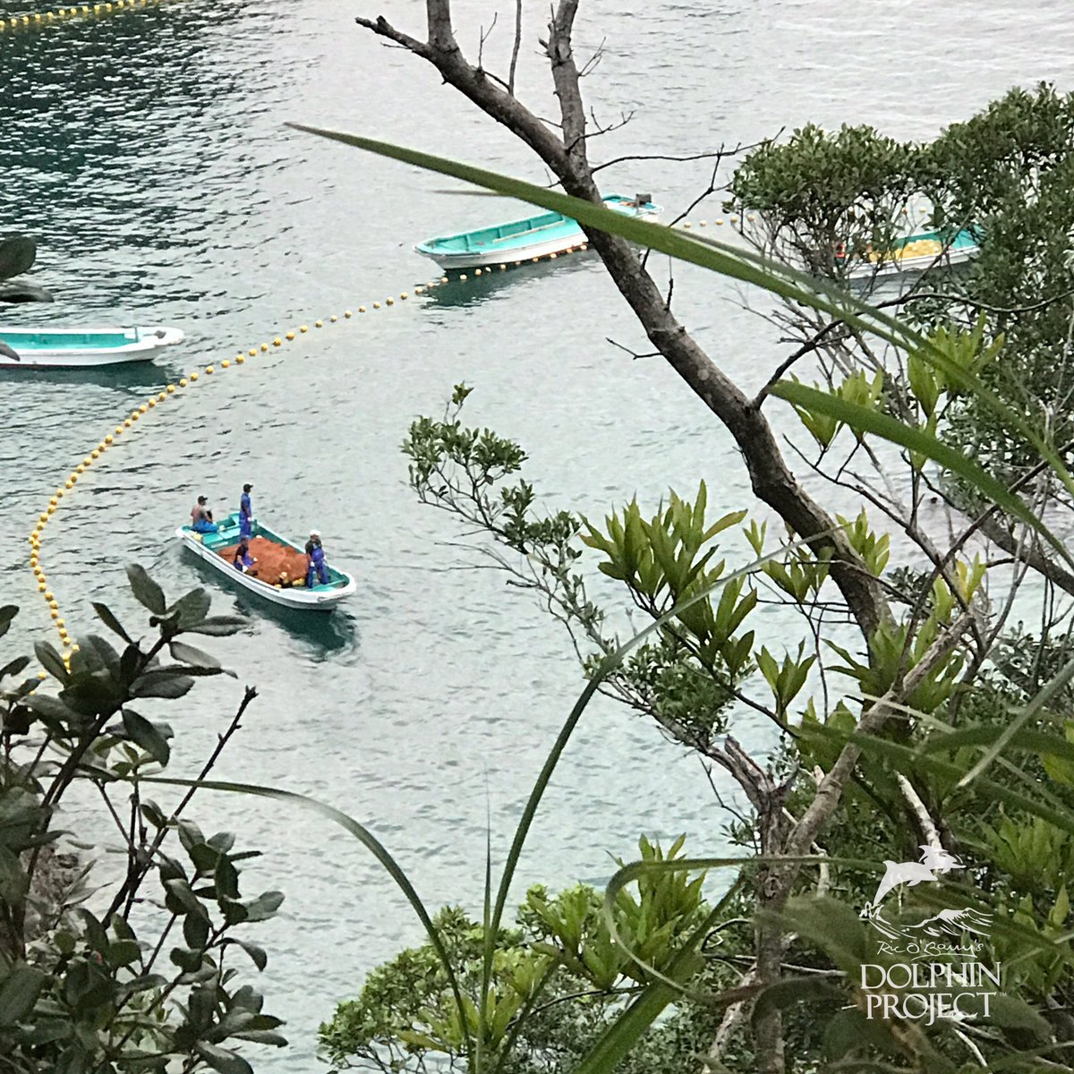 Taiji: Pilot whales in the Cove. Trainers arriving at the Cove. We will go live soon. 
04-09-17.  #dolphinproject.com