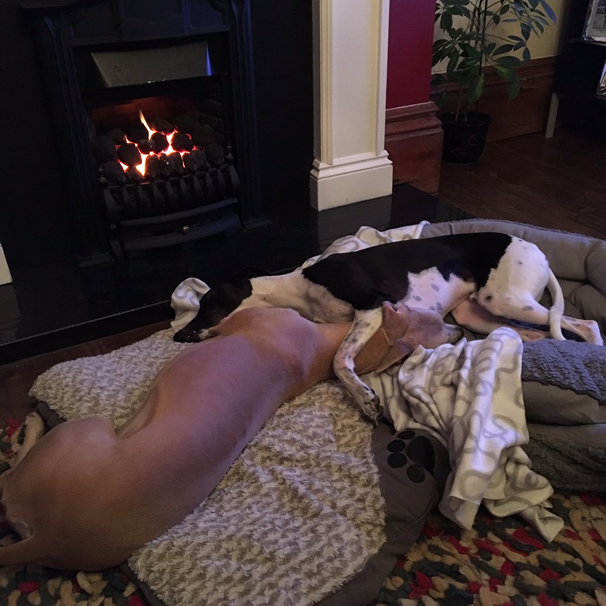 lp_lisa's tweet image. #makingdo