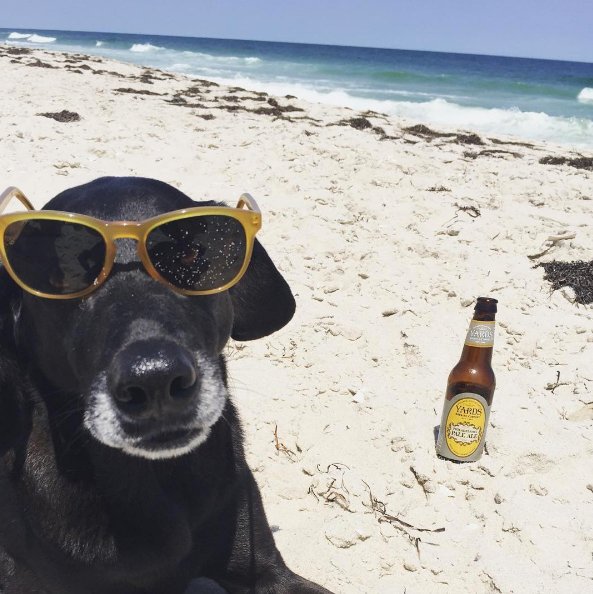 yardsbrew's tweet photo. when your shades match your beer 😎  #YARDS🍻 #SummerInOurBackyard #winning https://t.co/yStXptbnYu