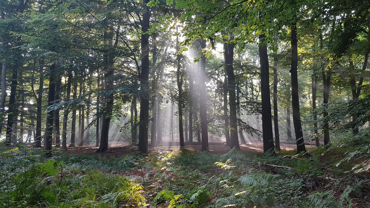 vangestelmark's tweet photo. βππ²π Early morning 15k #trailrunning #trainrunachieve #trailrunnersbrabant https://t.co/8emkM8TPDm
