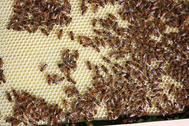 thebeekeeperman's tweet photo. We just enjoy raising honey bees and really appreciate the work, work, work they do all day for us...  #howtostar... https://t.co/7t4iI0AGrb
