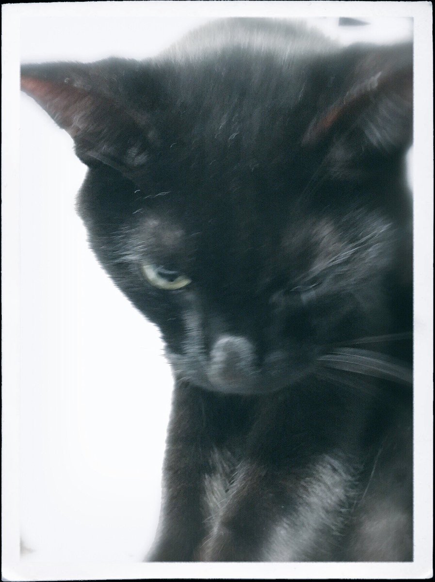 Radiostar בטוויטר 気づいたらいきなり猫の目蓋が腫れていてビックリ どうした またアレルギーの蚊に刺されたの 大丈夫なの なにも答えてくれない