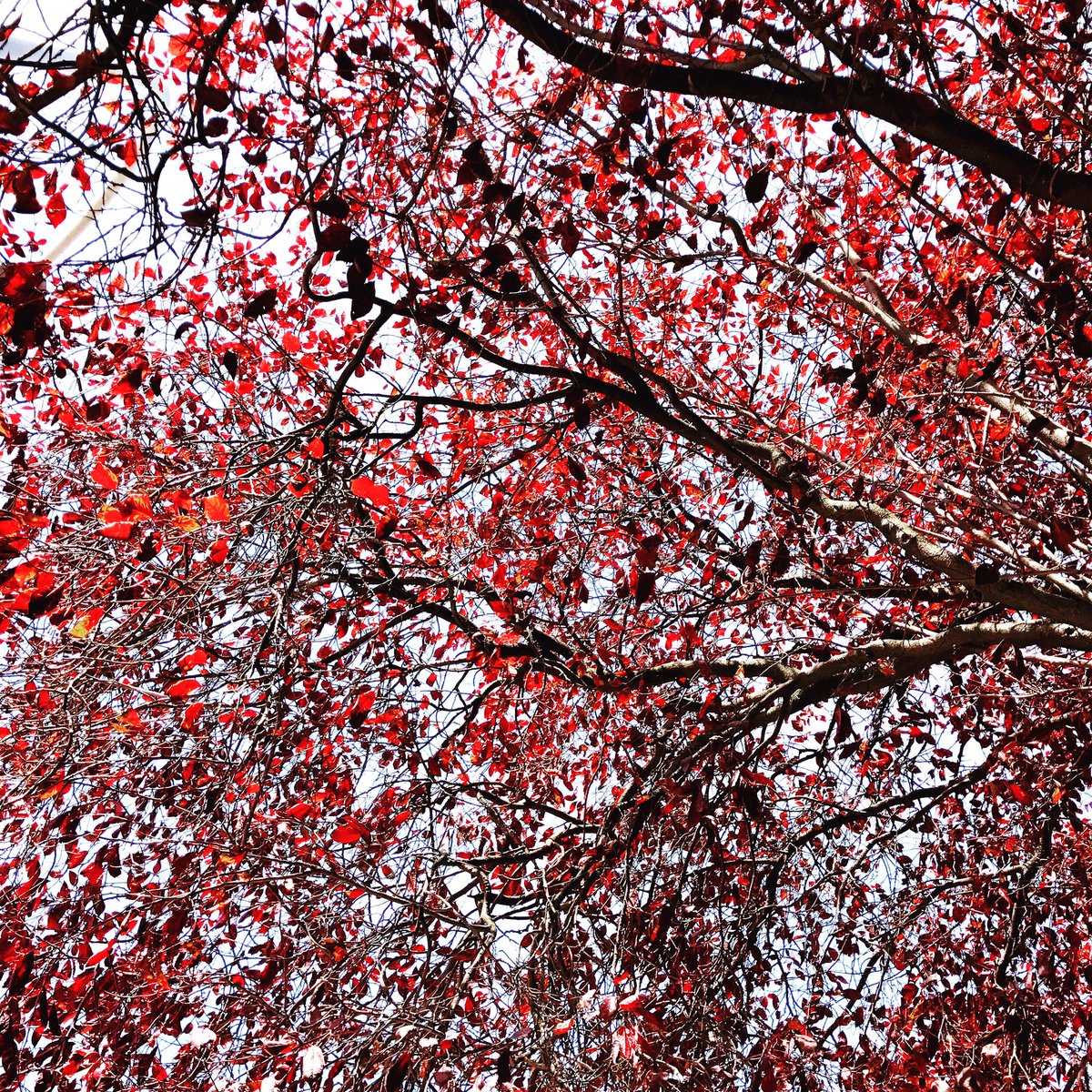 bitsofglorybake's tweet image. ✖️NATURE UMBRELLA✖️
Madrid, Parque del Buen Retiro 
instagram.com/p/BYlf0DknrEk/
#summerinthecity 
#BitsOfGlory
#naturelovers