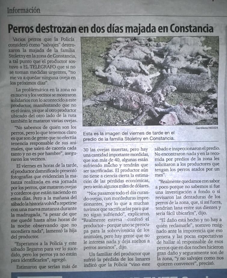 Otro caso de ataque de perros a ovinos 
Para conocer el potencial urge resolver estas restricciones tan severas!! 
#ConcienciaAgropecuaria