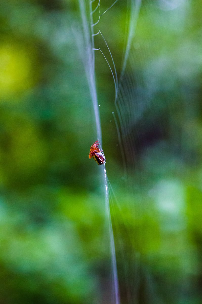 MichaelEllisVA's tweet photo. #spiders https://t.co/1vd7FaLxRl
