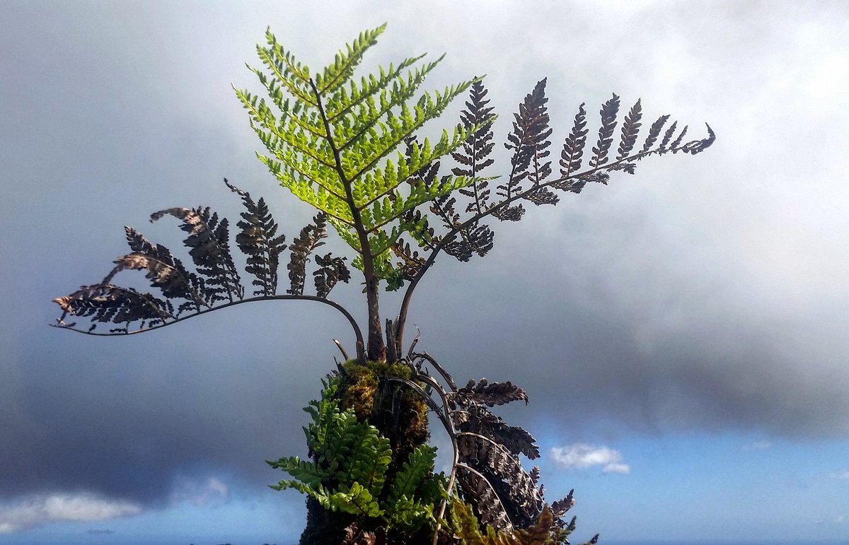 sixmonthsasaint's tweet photo. Can you name this endemic?

#sthelenaisland #nature #plants #endemic #dianaspeak #hike https://t.co/JpWZ5itdos