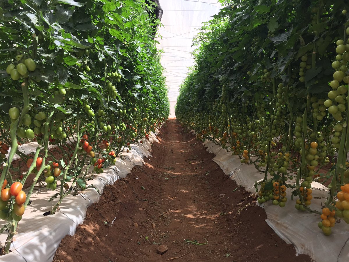 TommievanZyl's tweet photo. #ZZ2's specialty #tomatoes! CustomerValue from #Limpopo Province #Mooketsi https://t.co/cI9jOXDSnm