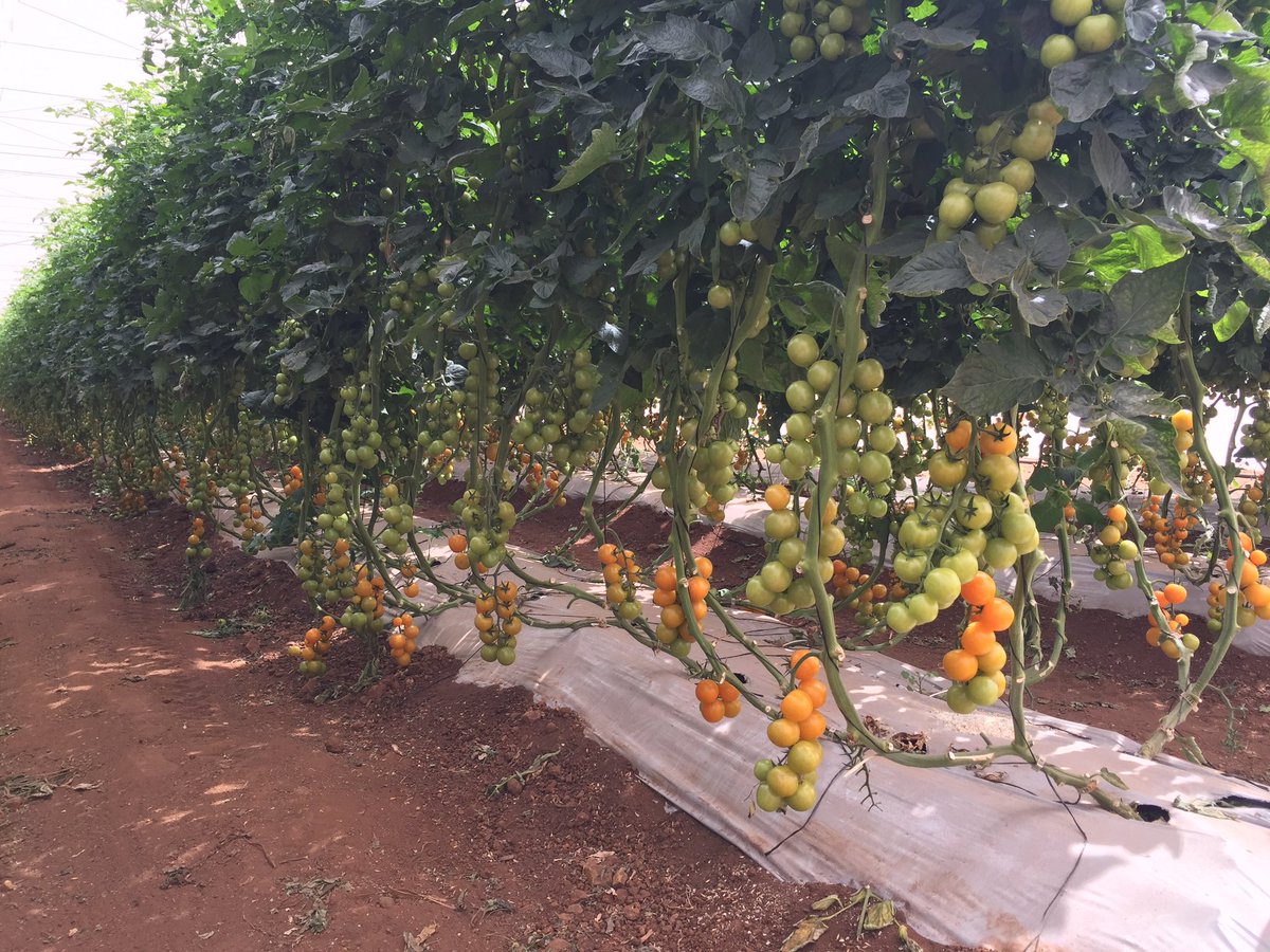 TommievanZyl's tweet photo. #ZZ2's specialty #tomatoes! CustomerValue from #Limpopo Province #Mooketsi https://t.co/cI9jOXDSnm