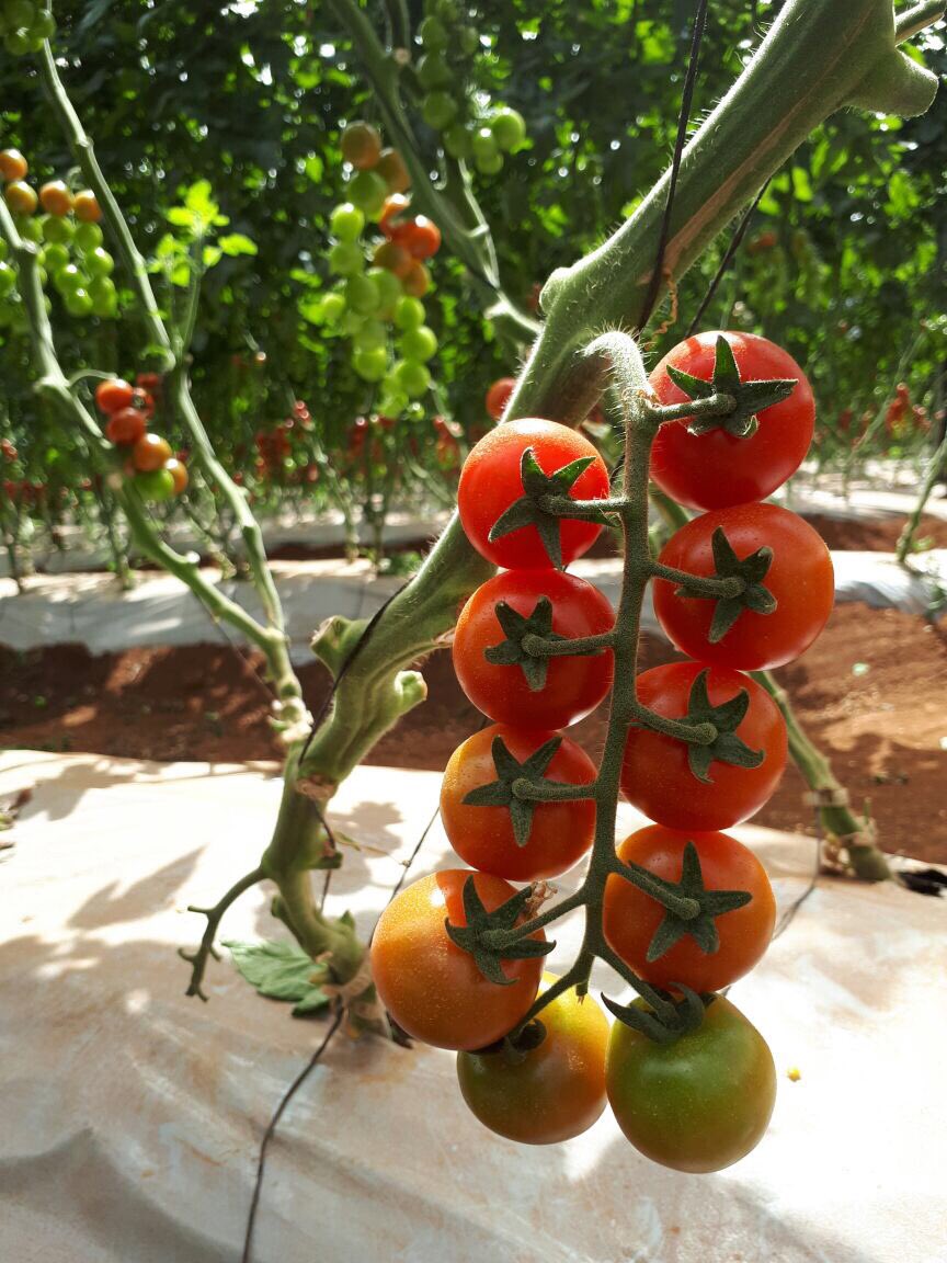 TommievanZyl's tweet photo. #ZZ2's specialty #tomatoes! CustomerValue from #Limpopo Province #Mooketsi https://t.co/cI9jOXDSnm