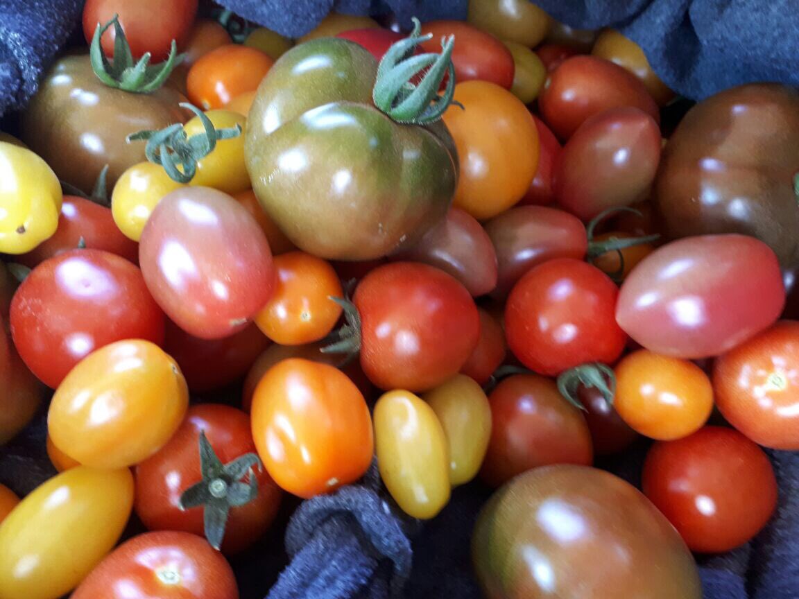 TommievanZyl's tweet photo. #ZZ2's specialty #tomatoes! CustomerValue from #Limpopo Province #Mooketsi https://t.co/cI9jOXDSnm