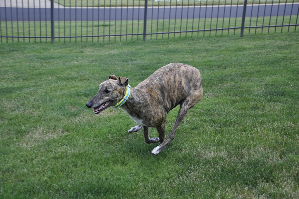 CoastalPet's tweet image. Tag, you&apos;re it! #trytocatchme #toofast #speedy #pro #sundayfunday #dog #dogsofinstagram #coastalpet