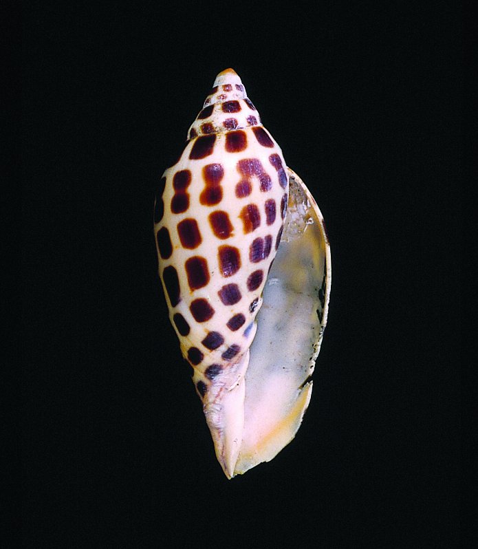 SeaGrantNC's tweet photo. Happy Labor Day weekend! It's our last #NCSeashell of the summer: the junonia. This spotted shell is sure to catch your attention. https://t.co/ZvWVnW0nEi