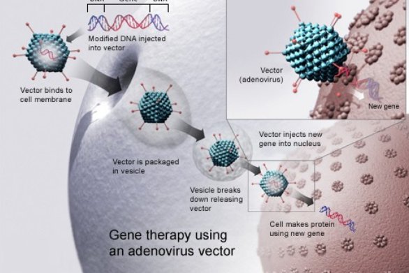 sciam's tweet photo. Has the era of gene therapy finally arrived? https://t.co/4fSTUCflEC https://t.co/N74sFf2pxo