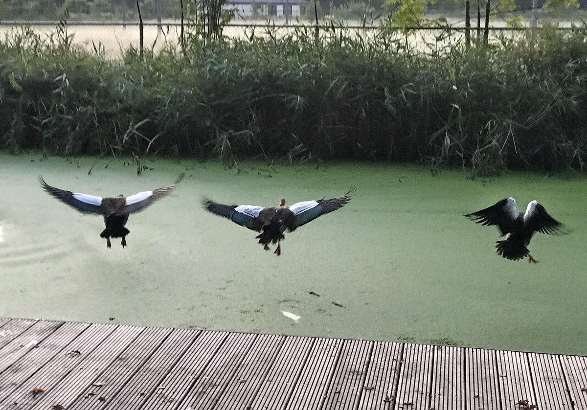 Aanlegsteiger kasteel #Oud-Poelgeest in gebruik genomen. #oegstgeest