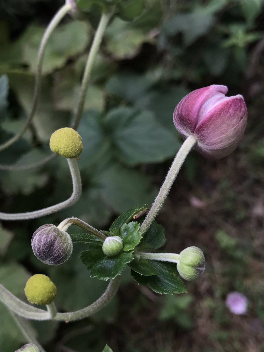 PSBI_artists's tweet photo. #Anemone #septembercharm color and form is sublime. #botanical #horticulture #fallbloom https://t.co/6s8JveJhD2