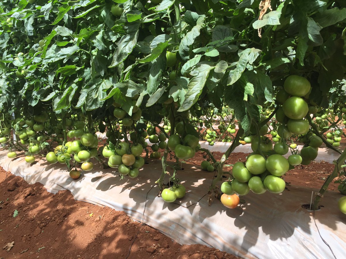 TommievanZyl's tweet photo. ZZ2's classic round spring #tomatoes from #Mooketsi is set for a smooth transition from the winter season. #Productivity #Foodsecurity #jobs https://t.co/NLTYVoZFFy