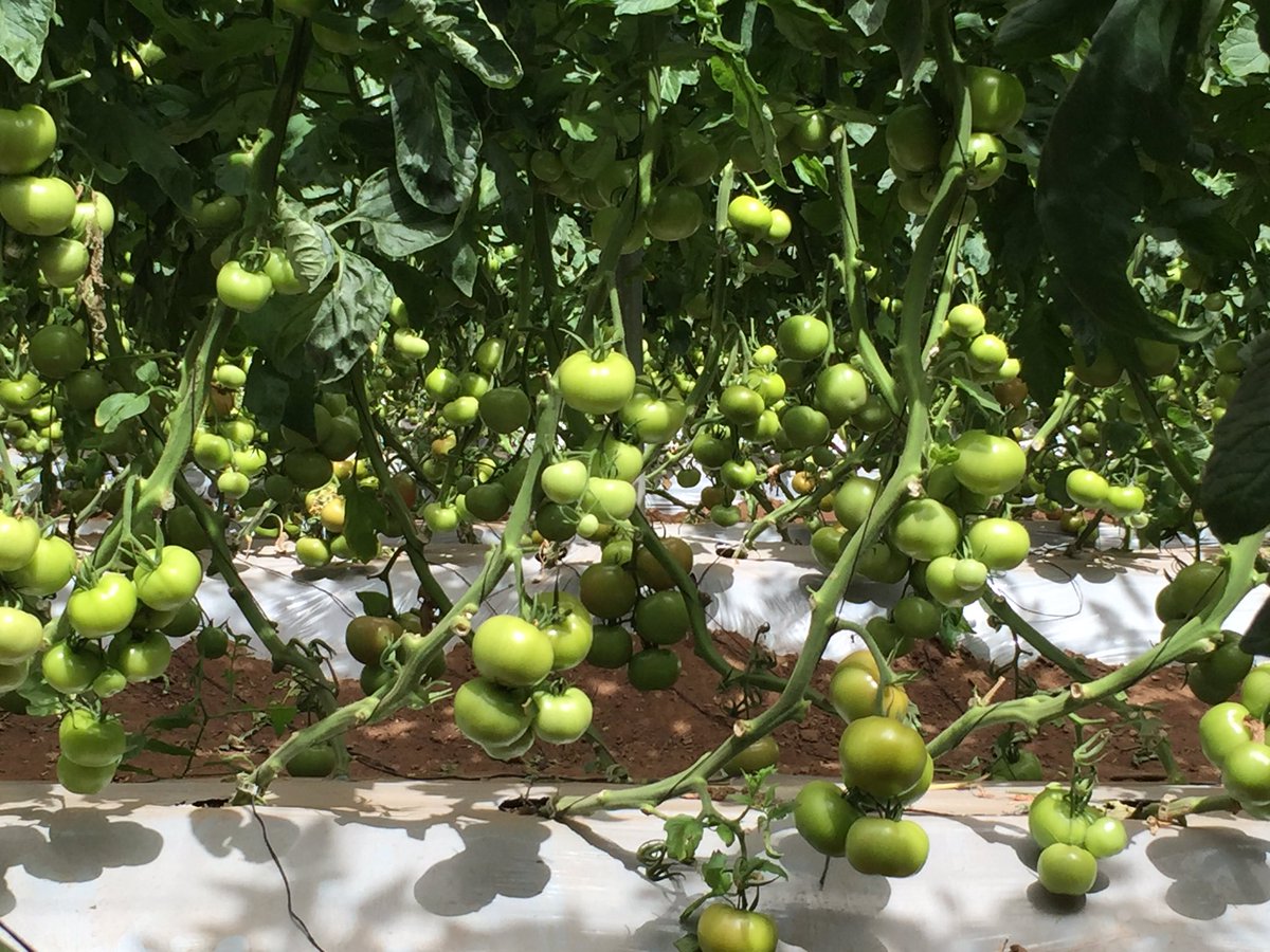 TommievanZyl's tweet photo. ZZ2's classic round spring #tomatoes from #Mooketsi is set for a smooth transition from the winter season. #Productivity #Foodsecurity #jobs https://t.co/NLTYVoZFFy