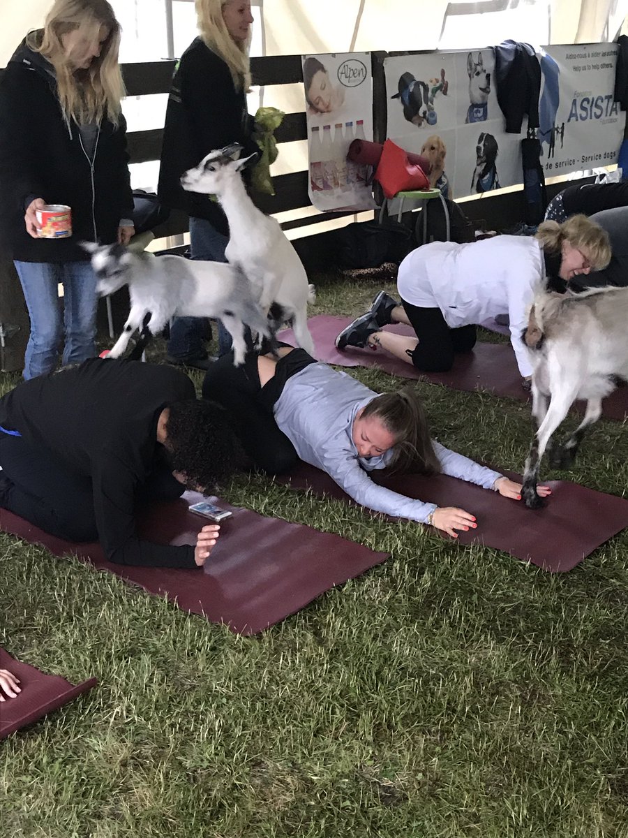chivenationmtl's tweet photo. Group 3 is hoppin' and skippin'! #GoatYoga #ChiveNation #KCCO https://t.co/aFUSCe4I5q