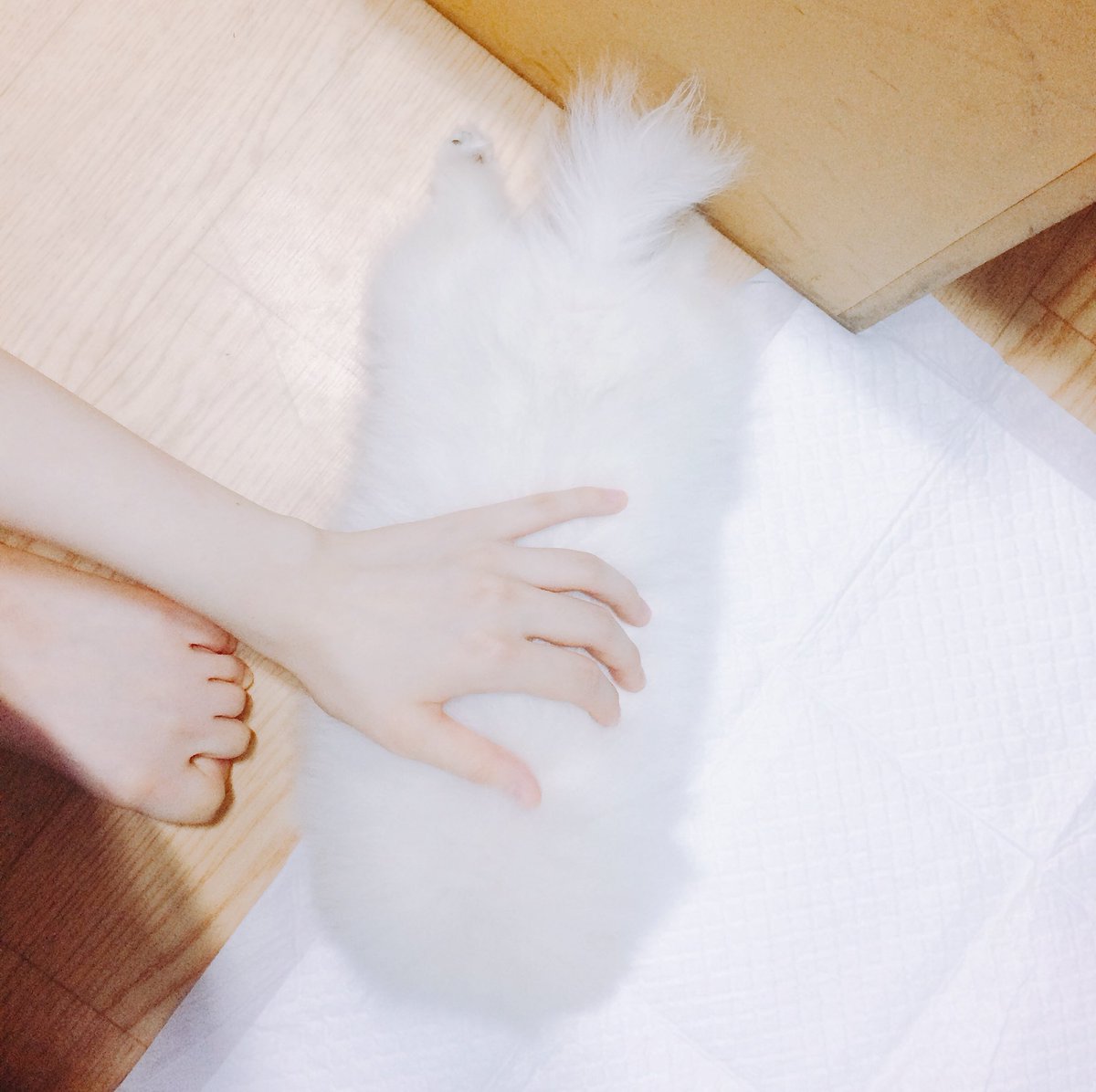 cloud170503's tweet photo. 솜사탕 솜뭉치 폭신폭신이구름 https://t.co/1FjQVZcuBG