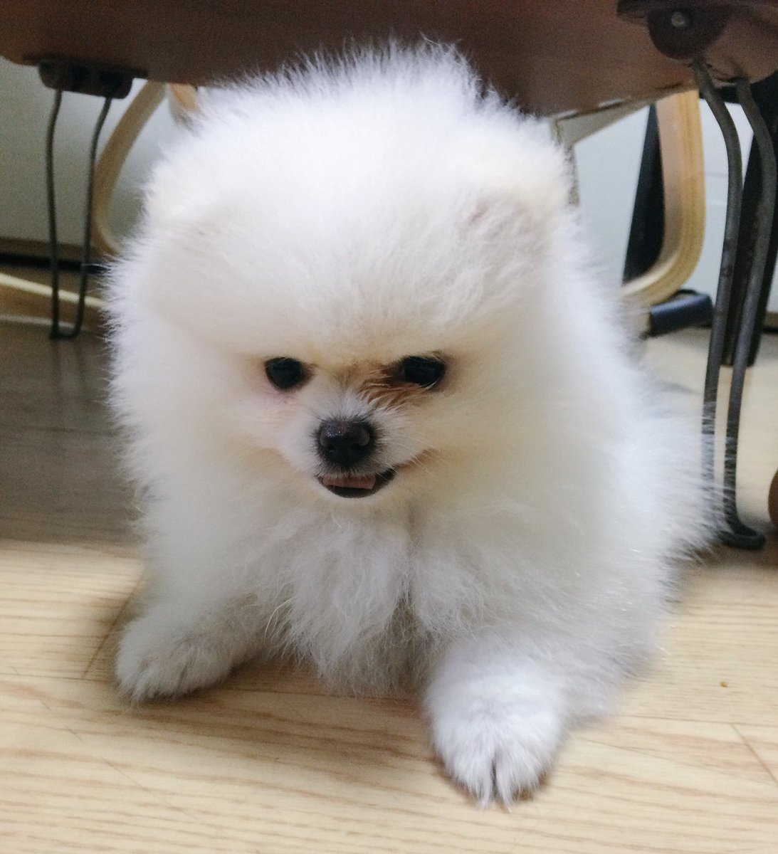 cloud170503's tweet photo. 내 귀여운척에 다 넘어간거같군. https://t.co/aFROZ6y8AZ