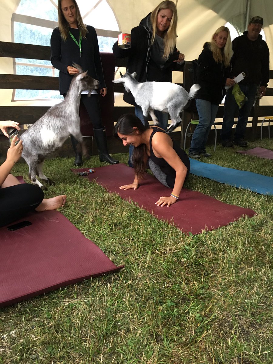 Chezcora's tweet photo. Goats doing yoga alongside Montrealers for a good cause. The first #goatyoga in Quebec @AsistaFondation @yogavieuxmtl @BTMontreal @CityNews https://t.co/In6WnNI31o