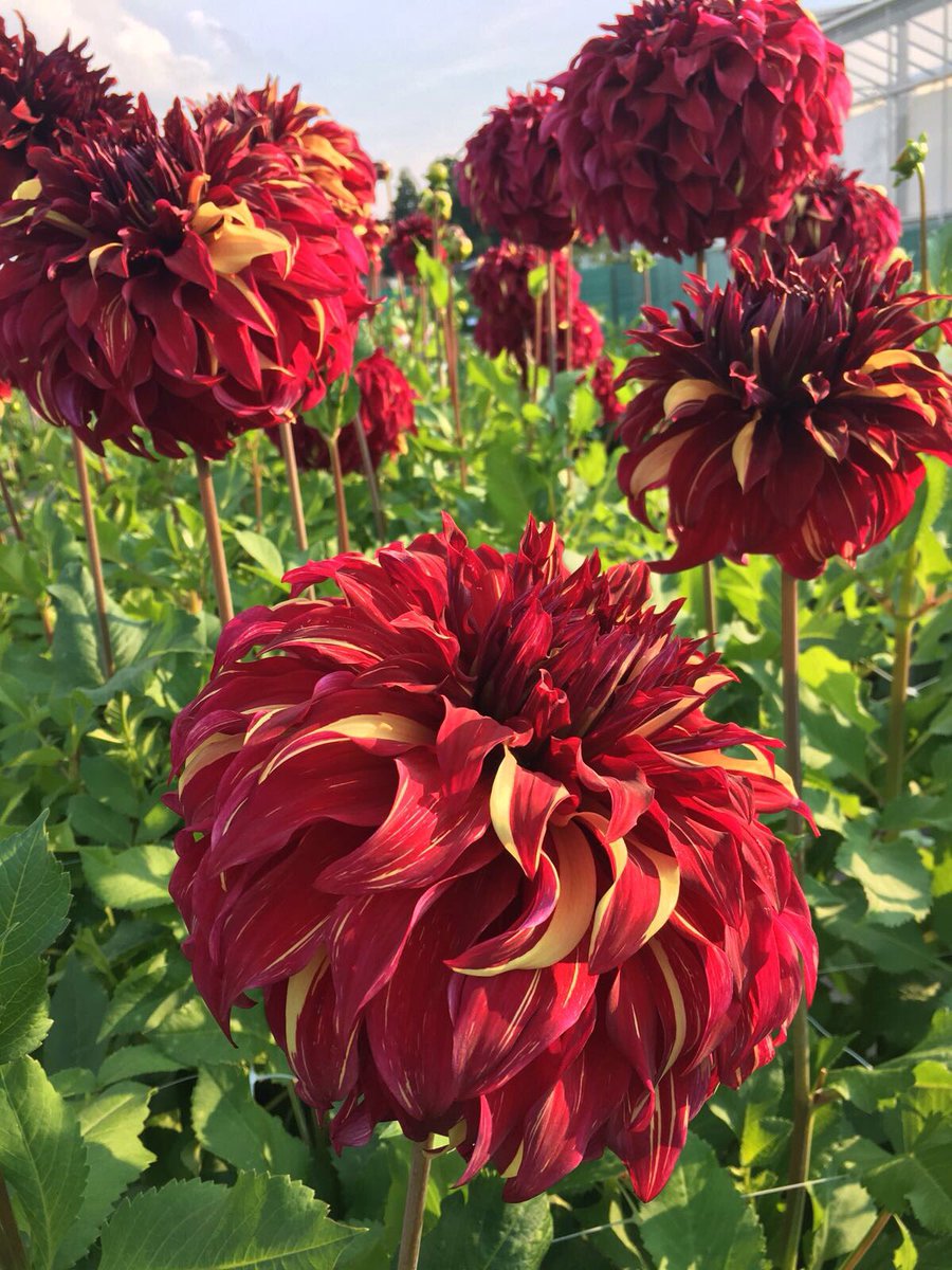 makkiemulder's tweet photo. #catchoftheday + #dahliahoedjes #geerlings #heemstede #pluktuin https://t.co/zMKaZ1ZKJ5