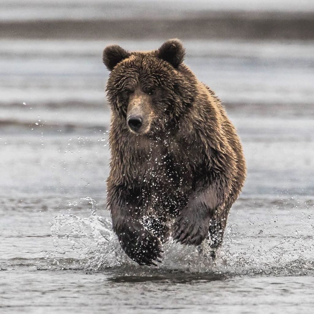 SmokeyBayAir's tweet photo. Running hard and got that fish spotted
.
.
.
.
.
#Alaska #Outdoor #Outdoors #Outdoorlife #TheAlaskaLife #OutdoorPh… https://t.co/9IcyoSgWBM https://t.co/4h7wCJTCaH