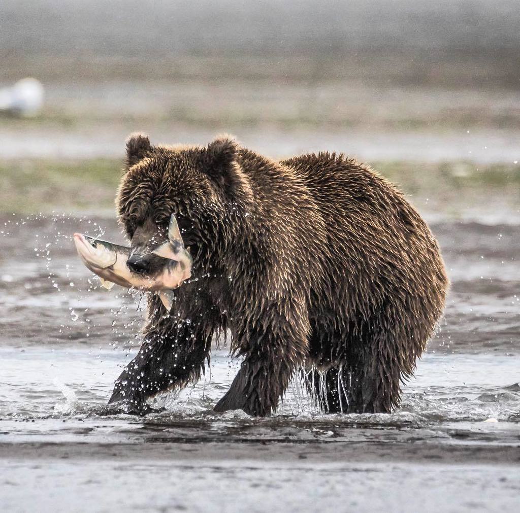 SmokeyBayAir's tweet photo. Got it! .
.
.
.
.
#Alaska #Outdoor #Outdoors #Outdoorlife #TheAlaskaLife #OutdoorPhotography #Explore #IG_Nature #… https://t.co/cv5Pns6PAP https://t.co/k1HjS5gQ0Y