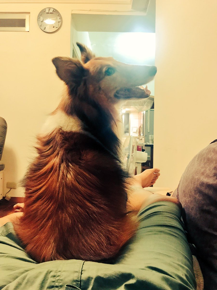 What r u want????
#sheepdog #Shetland #dog