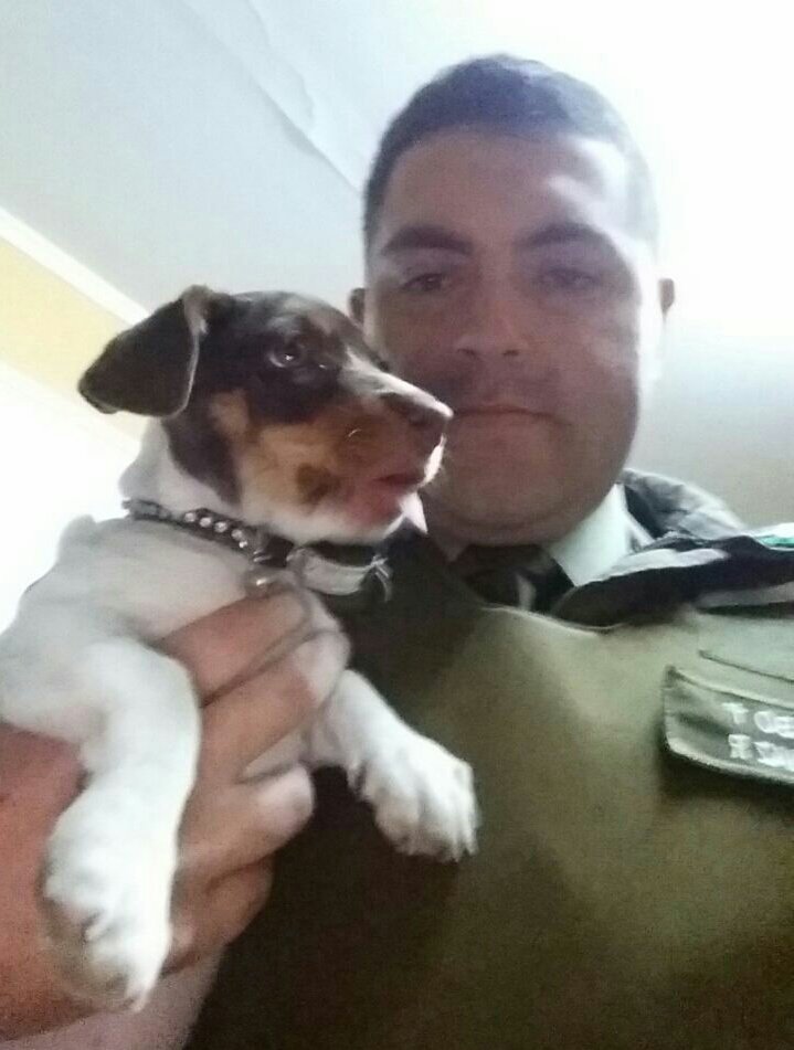 Carabdechile's tweet photo. #Mejillones: Carabineros busca a dueños de esta perrita encontrada anoche en Ongolmo con Psj Oriente. Está en la Tenencia. https://t.co/RNn7dOGd7B