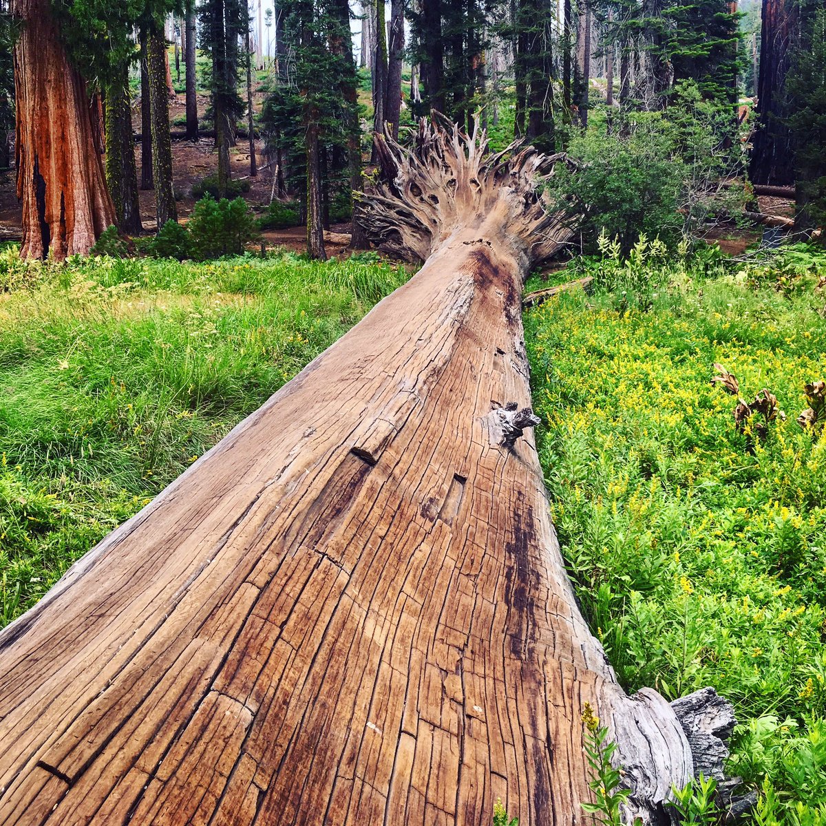 TheAutry's tweet photo. Some road trip inspiration from @SequoiaKingsNPS. Where are you headed this long weekend? π²#CAcontinued #LaborDayWeekend https://t.co/WvUxEo0mfm