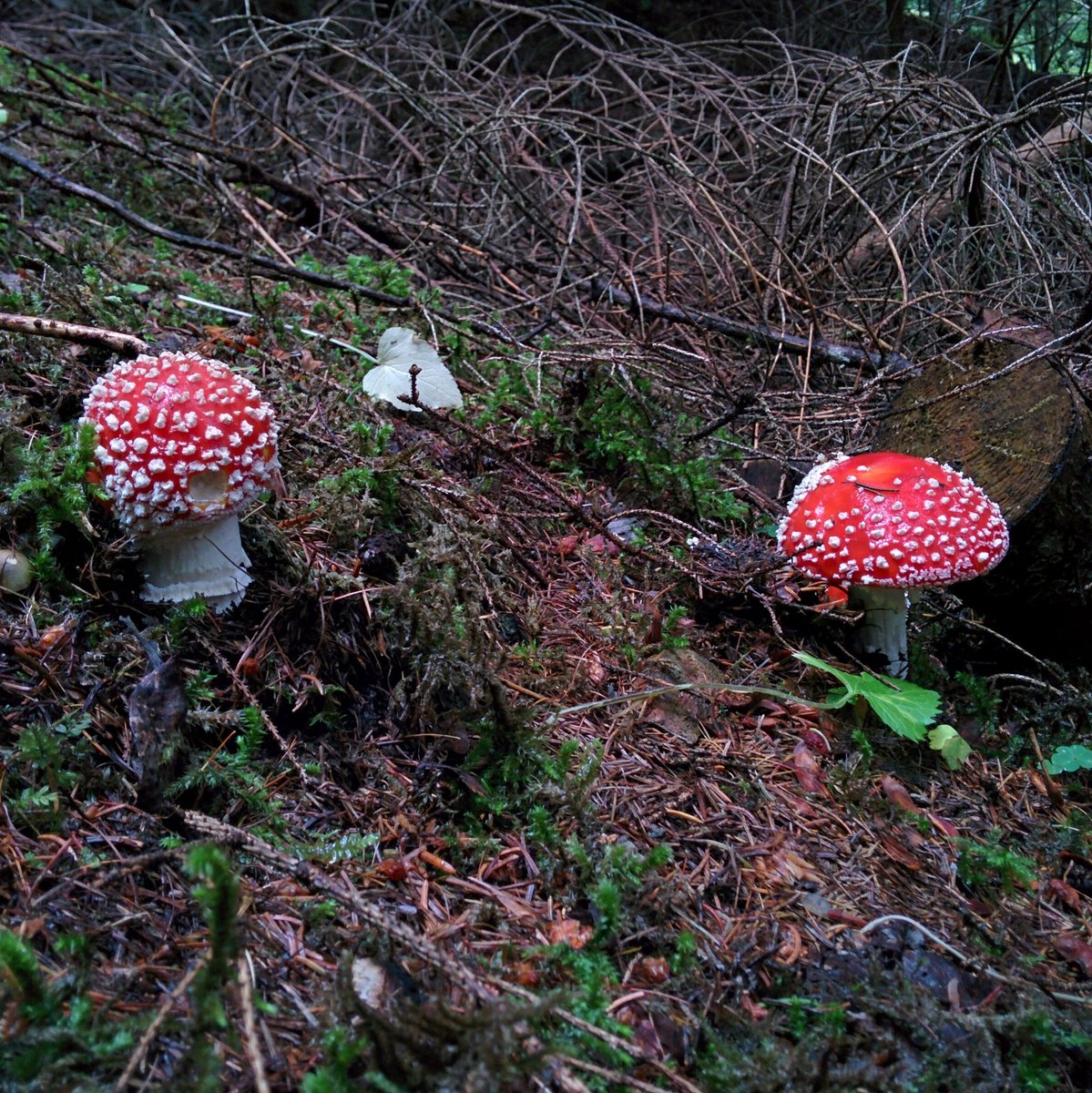 dayer's tweet photo. Poison de conte et sans filtres 🍄☠
#AmanitaMuscaria #Arbey #Evolène #ValDHérens #Valais https://t.co/FZlA6c0k0z