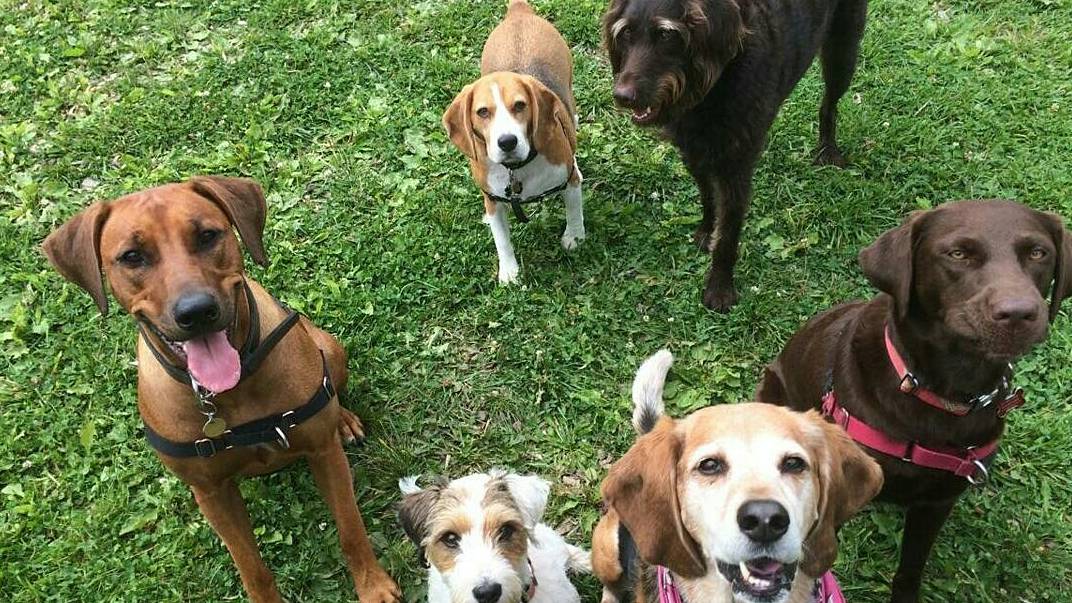 EastEndArtsTO's tweet photo. Kids award ribbons workshop is on at #MainSquared until 3pm. All local dogs welcome at the Dog Show comptition from 3-4pm! #CulturalHotspot https://t.co/ZvWavTbb44